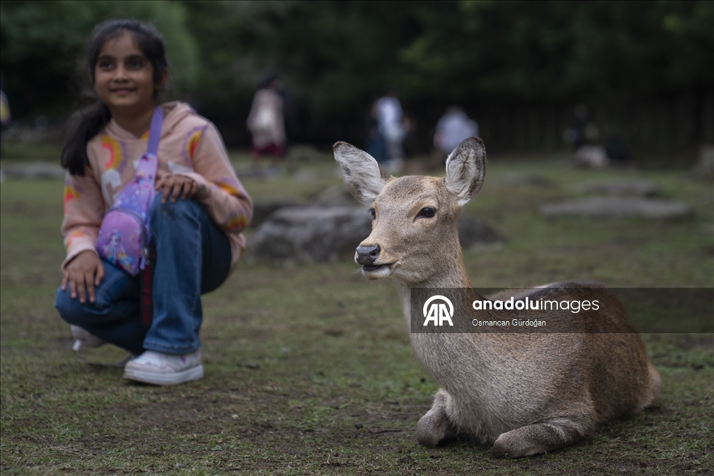 Культурные символы Японии: парк Нара и пятнистые олени