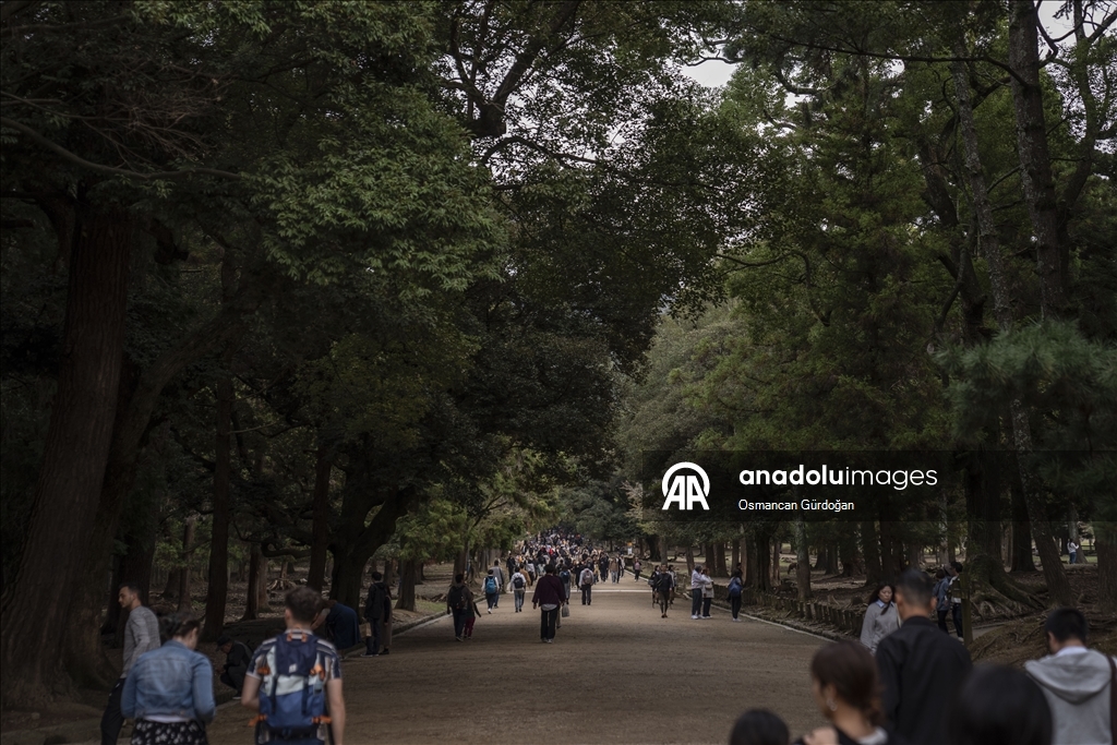 Культурные символы Японии: парк Нара и пятнистые олени