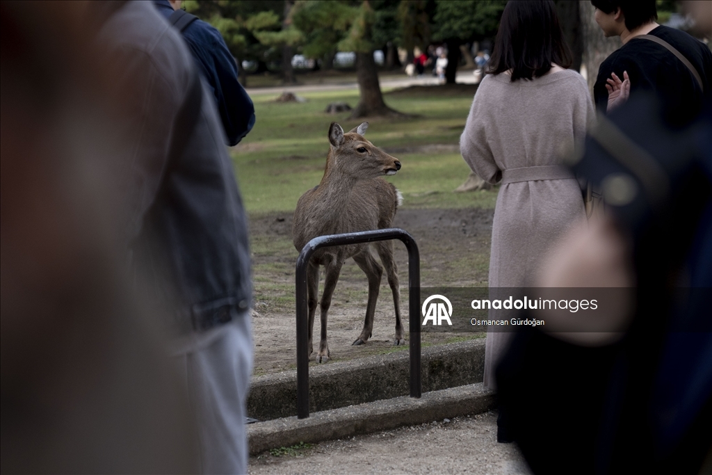 Культурные символы Японии: парк Нара и пятнистые олени