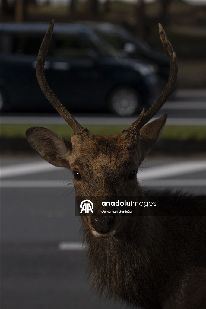 Культурные символы Японии: парк Нара и пятнистые олени