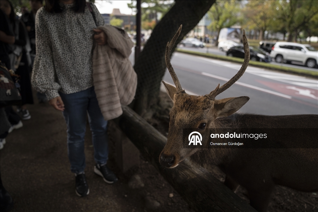Культурные символы Японии: парк Нара и пятнистые олени