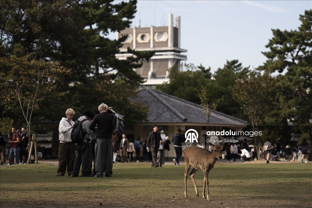 Культурные символы Японии: парк Нара и пятнистые олени