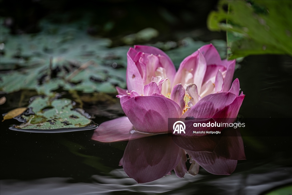 Tayland'da günlük yaşam