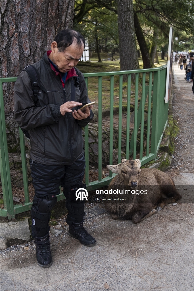 Культурные символы Японии: парк Нара и пятнистые олени