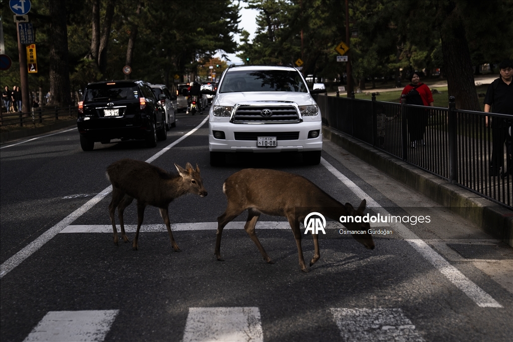 Культурные символы Японии: парк Нара и пятнистые олени