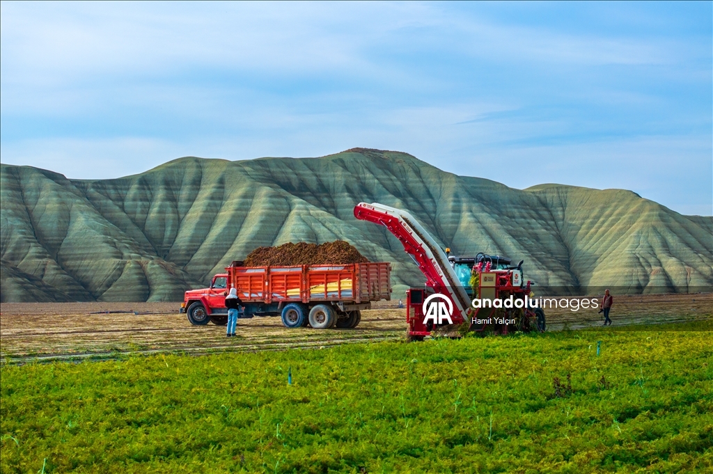 Li Nallihanê rakirina gizêran