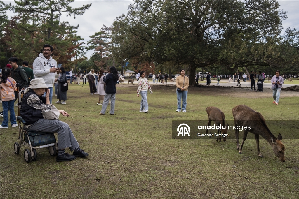 Культурные символы Японии: парк Нара и пятнистые олени