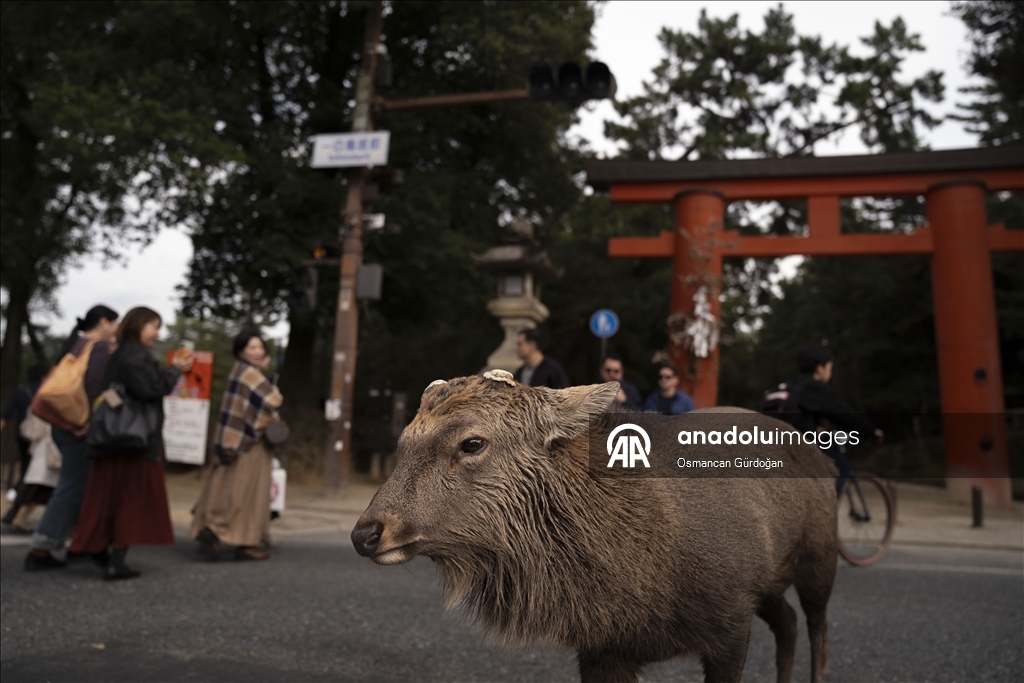Культурные символы Японии: парк Нара и пятнистые олени