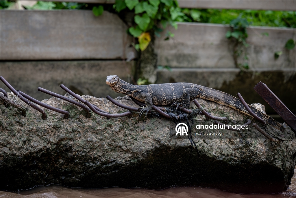 Tayland'da günlük yaşam