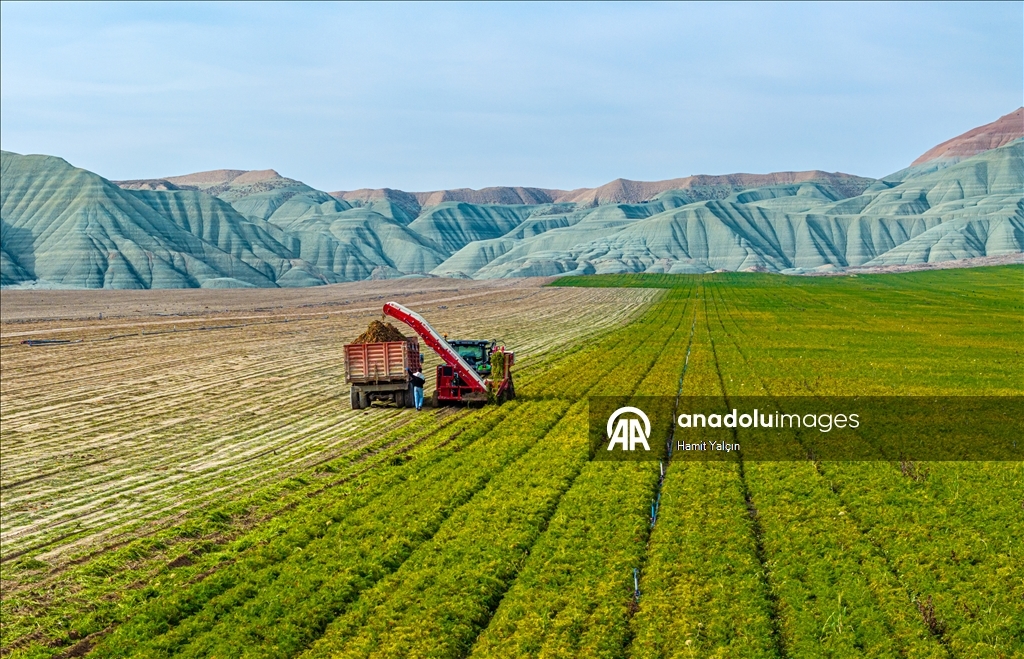 Li Nallihanê rakirina gizêran