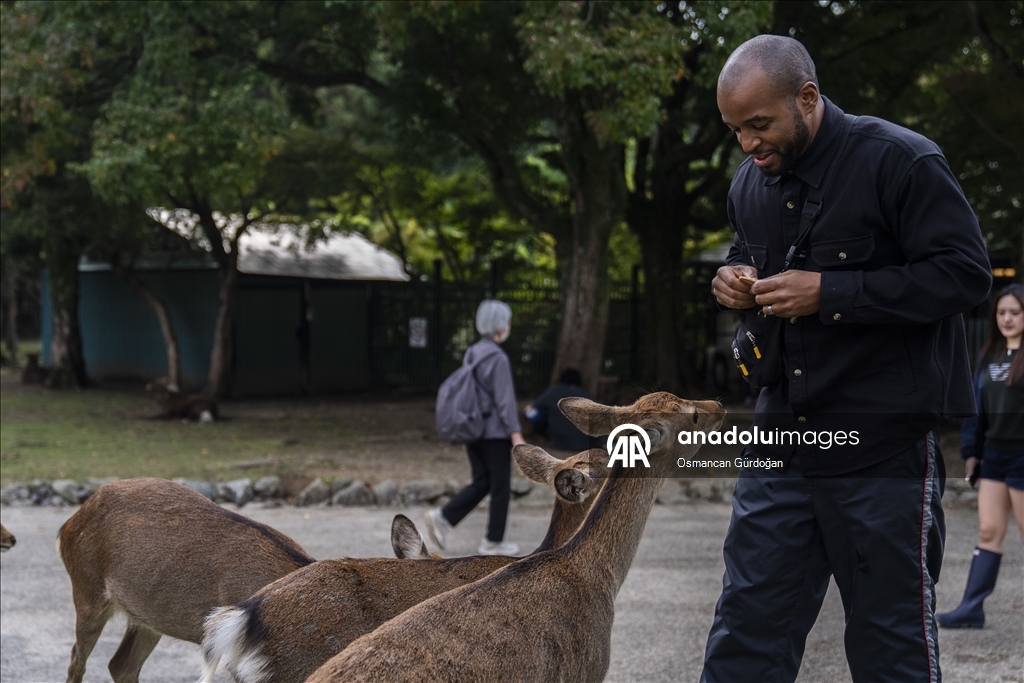 Культурные символы Японии: парк Нара и пятнистые олени