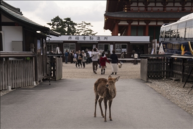 Культурные символы Японии: парк Нара и пятнистые олени