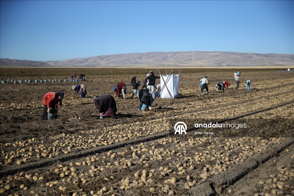 Doğu'nun "patates havzası" Bitlis'te hummalı hasat mesaisi