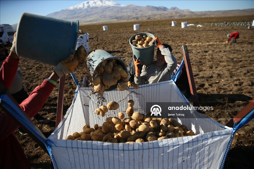 Doğu'nun "patates havzası" Bitlis'te hummalı hasat mesaisi