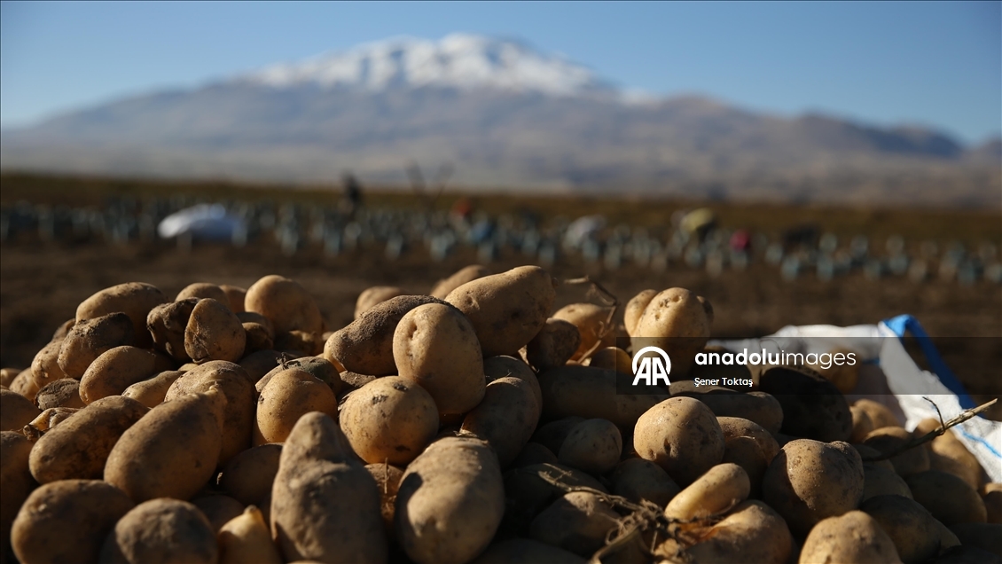 Doğu'nun "patates havzası" Bitlis'te hummalı hasat mesaisi