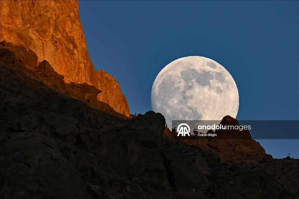 Li Wanê bizinkoviyên tepa çiyê bi heyva çardeşevî ra hatin kişandin