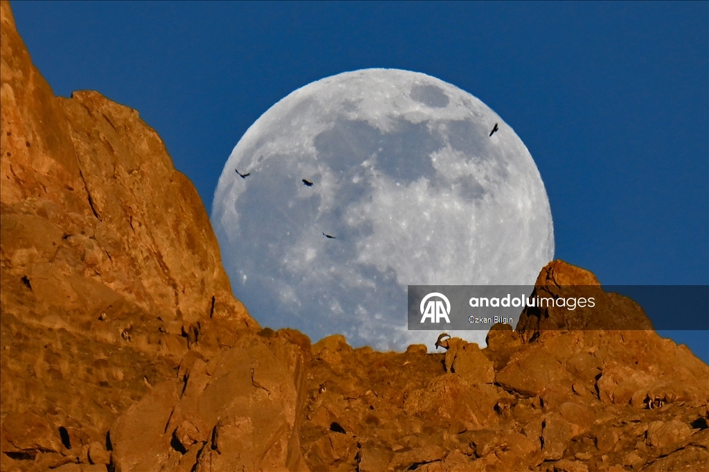 Wild goats spotted under full moon on Van’s mountain peaks