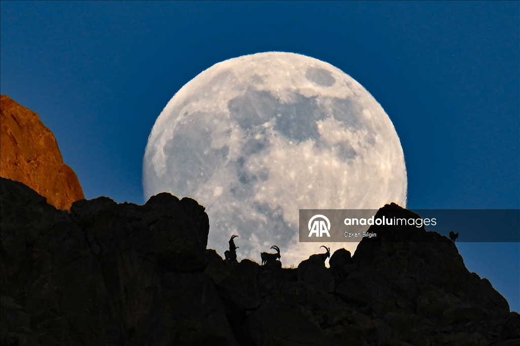 Wild goats spotted under full moon on Van’s mountain peaks