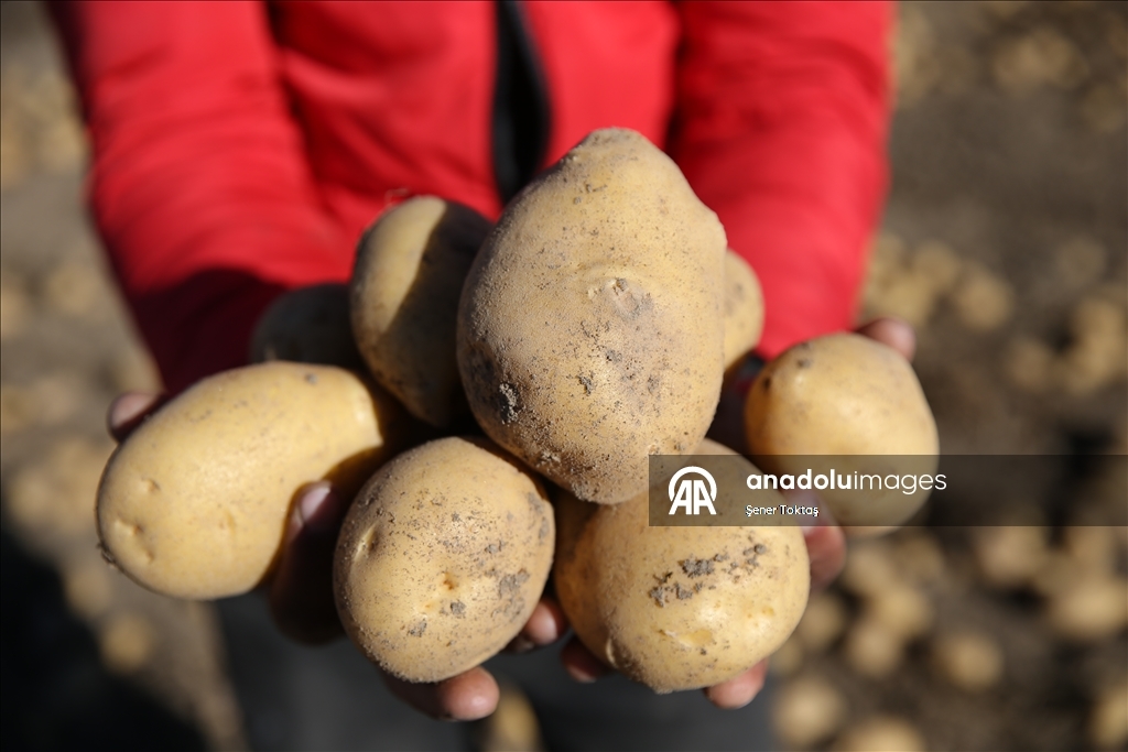 Doğu'nun "patates havzası" Bitlis'te hummalı hasat mesaisi