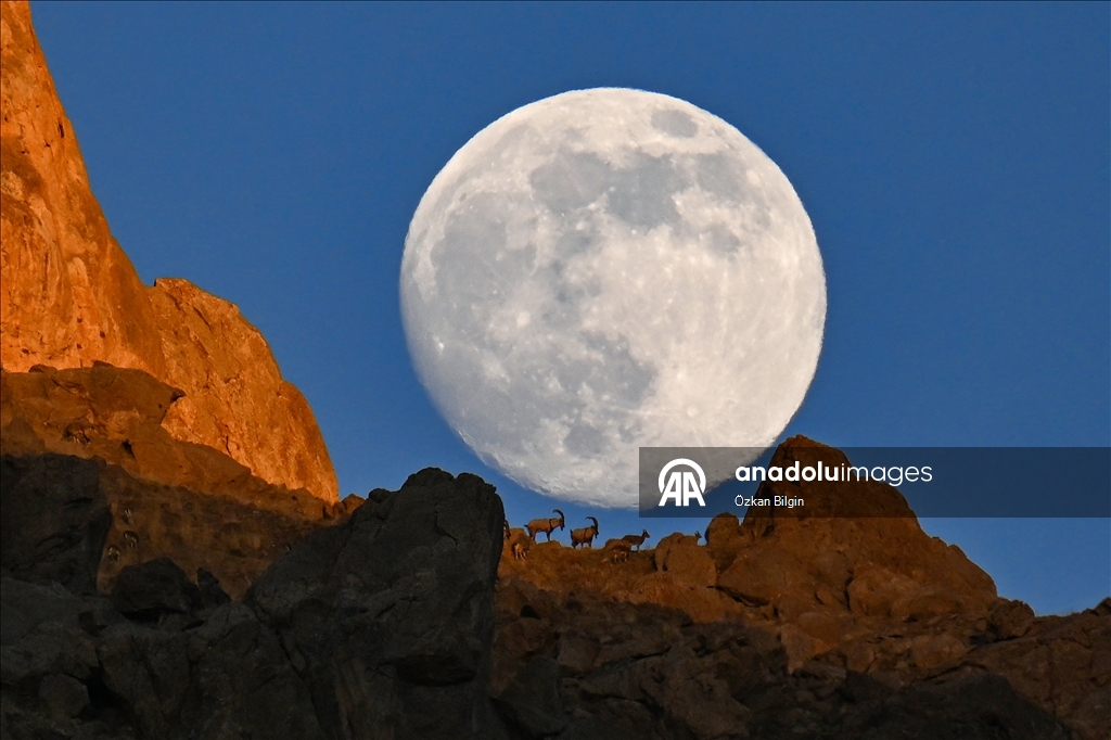 البدر والماعز البري.. مشهد ليلي آسر بقمم وان التركية