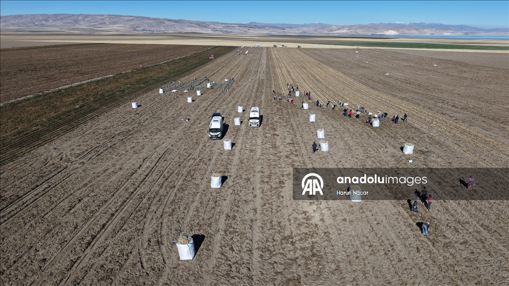 Doğu'nun "patates havzası" Bitlis'te hummalı hasat mesaisi