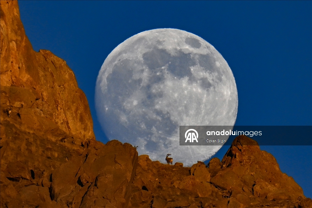 Wild goats spotted under full moon on Van’s mountain peaks