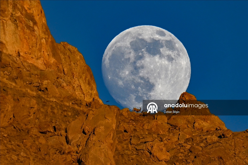 Wild goats spotted under full moon on Van’s mountain peaks