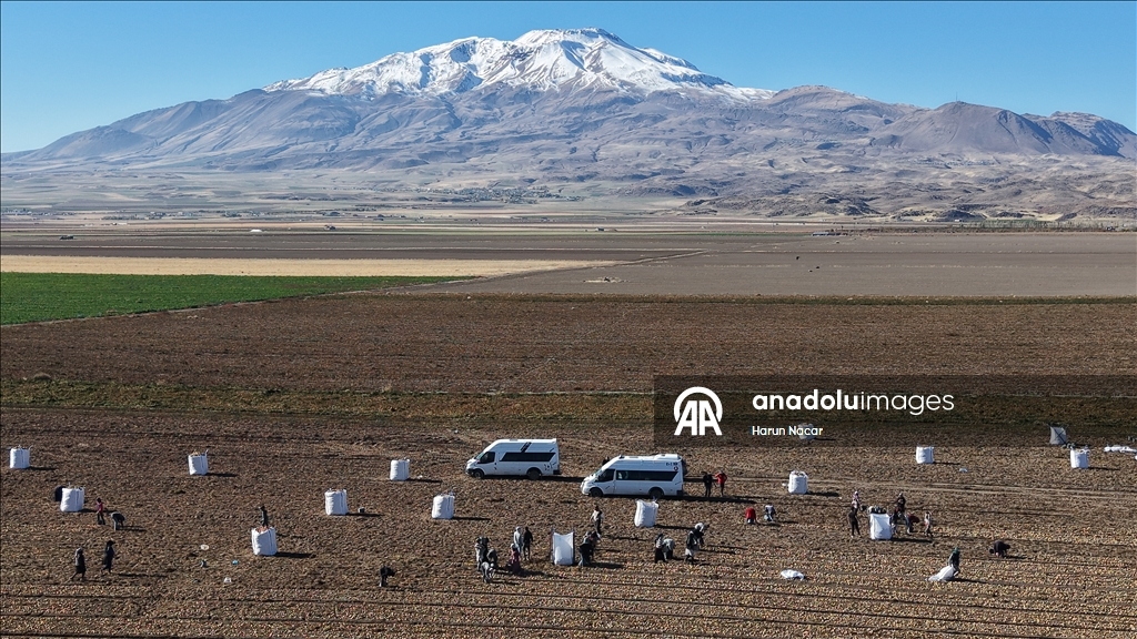 Doğu'nun "patates havzası" Bitlis'te hummalı hasat mesaisi