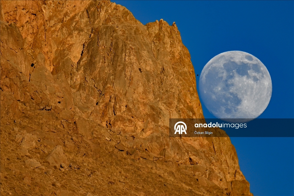 Wild goats spotted under full moon on Van’s mountain peaks