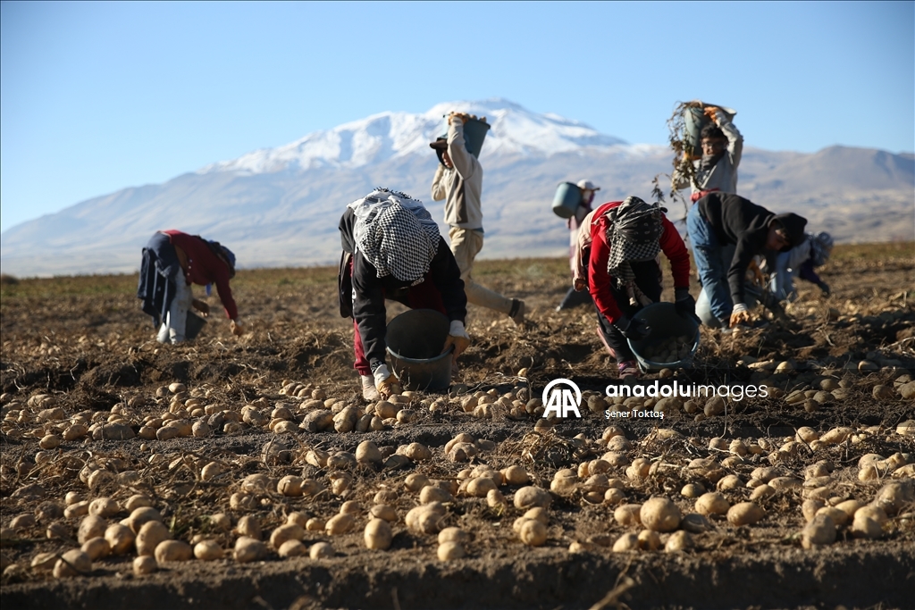 Doğu'nun "patates havzası" Bitlis'te hummalı hasat mesaisi
