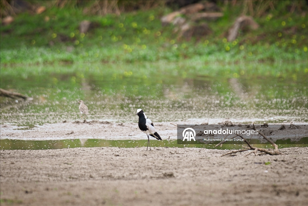 Afrika’nın güçlü demokrasi ve doğa mirasına sahip ülke: Botsvana