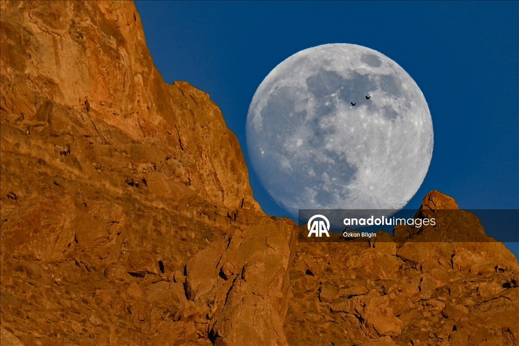 Li Wanê bizinkoviyên tepa çiyê bi heyva çardeşevî ra hatin kişandin