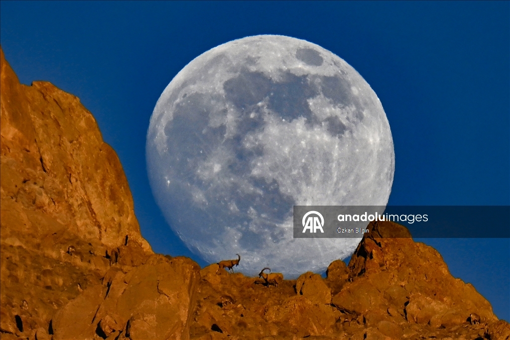Wild goats spotted under full moon on Van’s mountain peaks