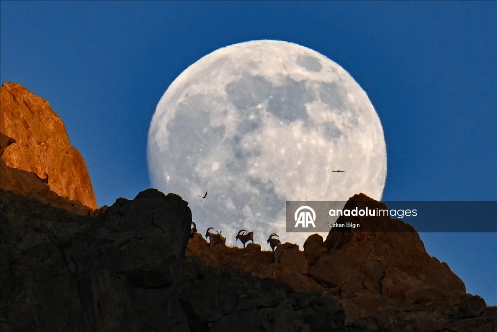 Wild goats spotted under full moon on Van’s mountain peaks