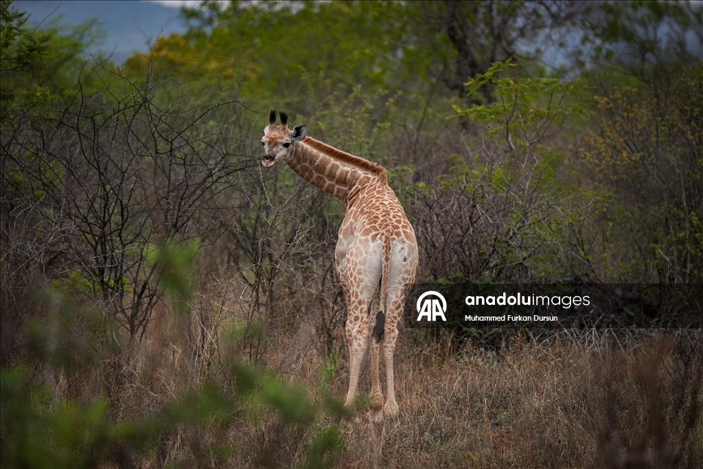 Afrika’nın güçlü demokrasi ve doğa mirasına sahip ülke: Botsvana