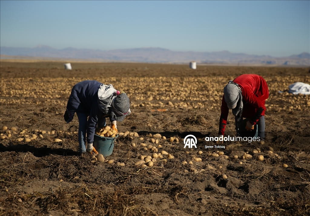 Doğu'nun "patates havzası" Bitlis'te hummalı hasat mesaisi