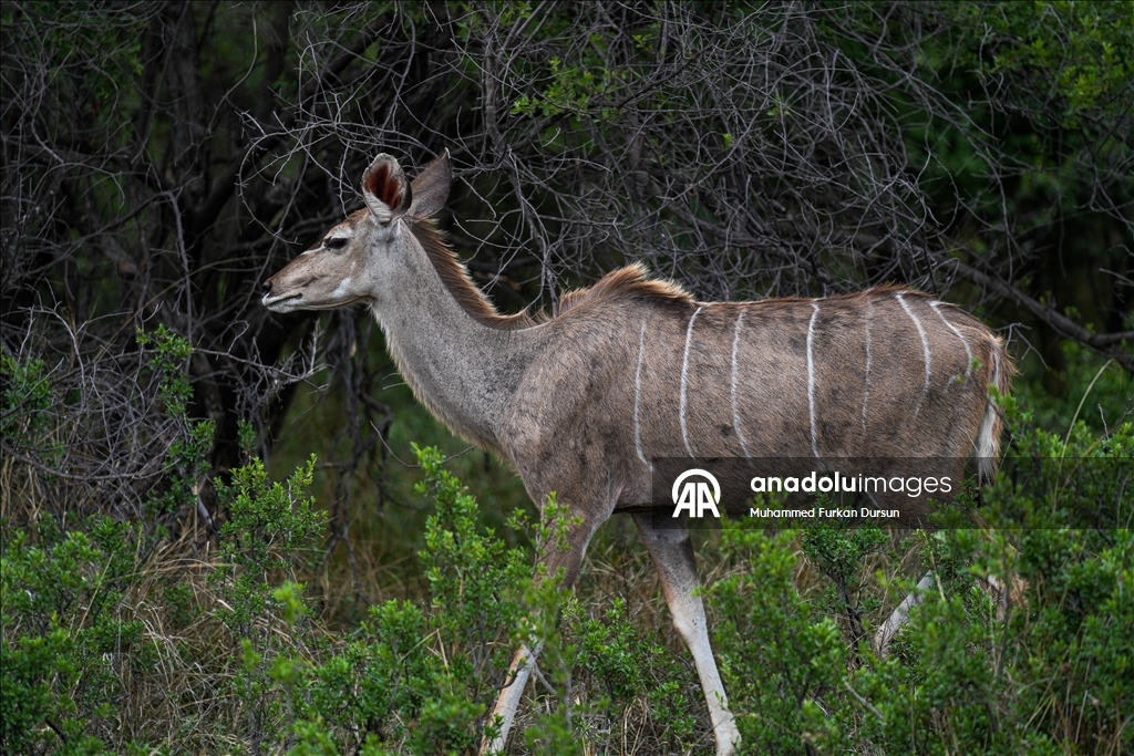 Afrika’nın güçlü demokrasi ve doğa mirasına sahip ülke: Botsvana