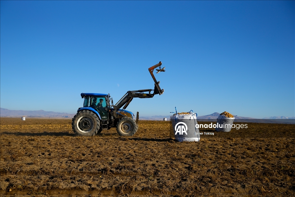 Doğu'nun "patates havzası" Bitlis'te hummalı hasat mesaisi
