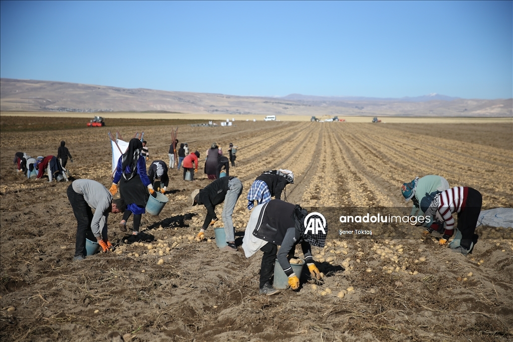 Doğu'nun "patates havzası" Bitlis'te hummalı hasat mesaisi