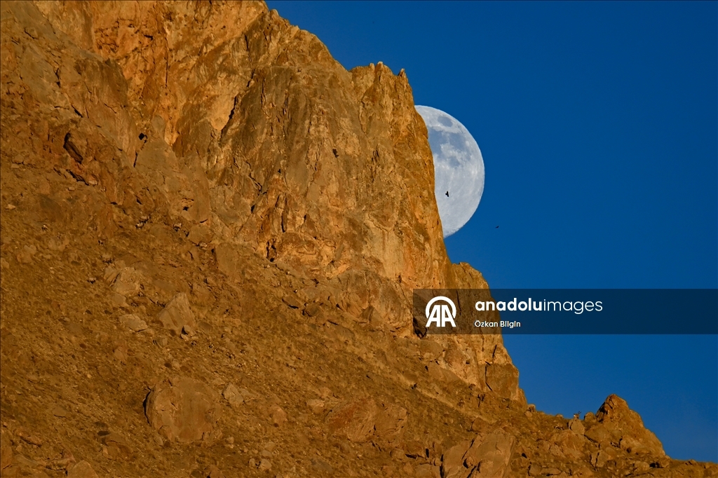 Li Wanê bizinkoviyên tepa çiyê bi heyva çardeşevî ra hatin kişandin