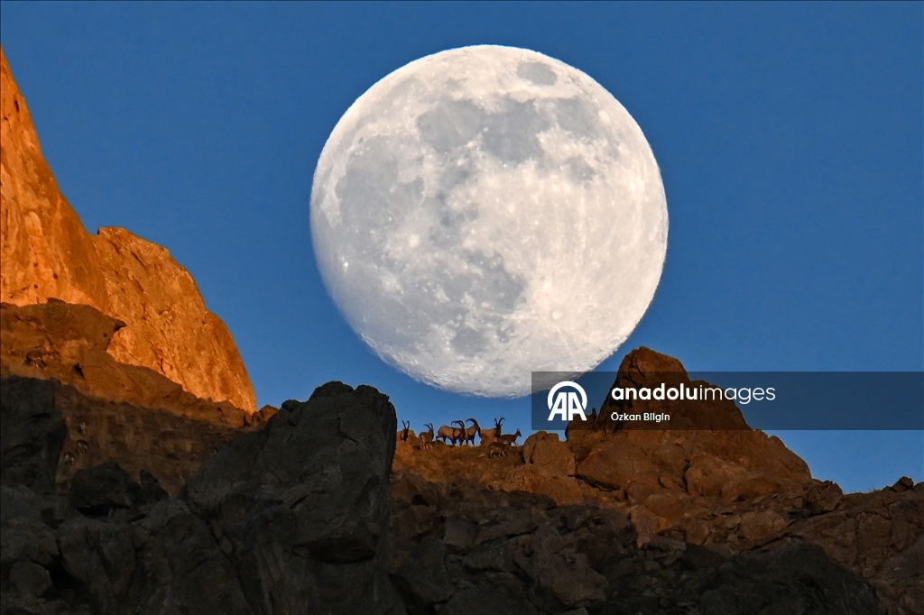 Li Wanê bizinkoviyên tepa çiyê bi heyva çardeşevî ra hatin kişandin