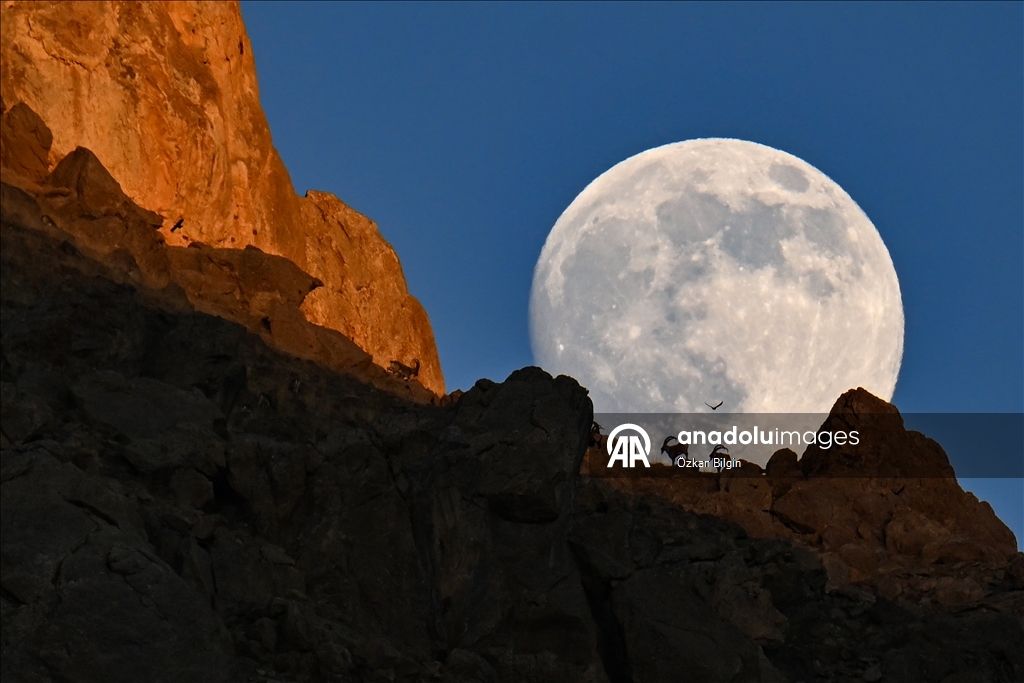 البدر والماعز البري.. مشهد ليلي آسر بقمم وان التركية