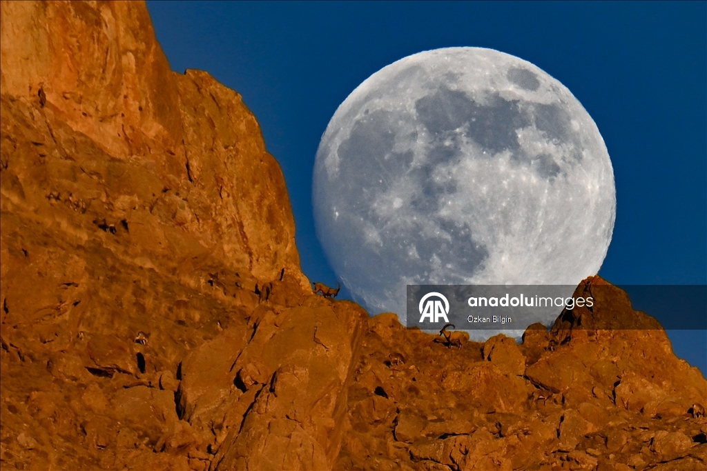 البدر والماعز البري.. مشهد ليلي آسر بقمم وان التركية