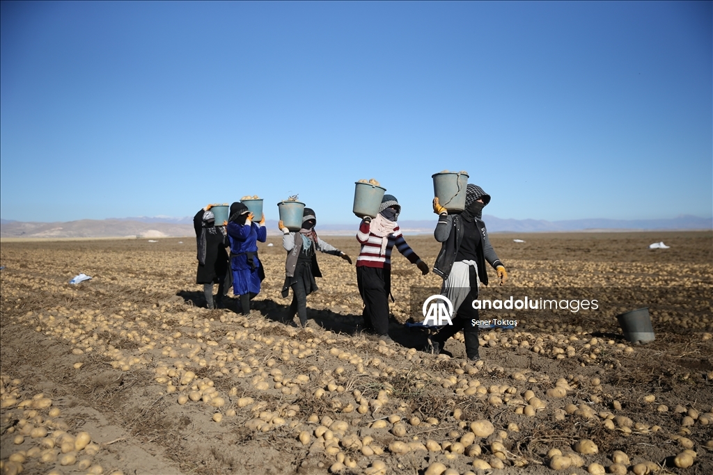 Doğu'nun "patates havzası" Bitlis'te hummalı hasat mesaisi