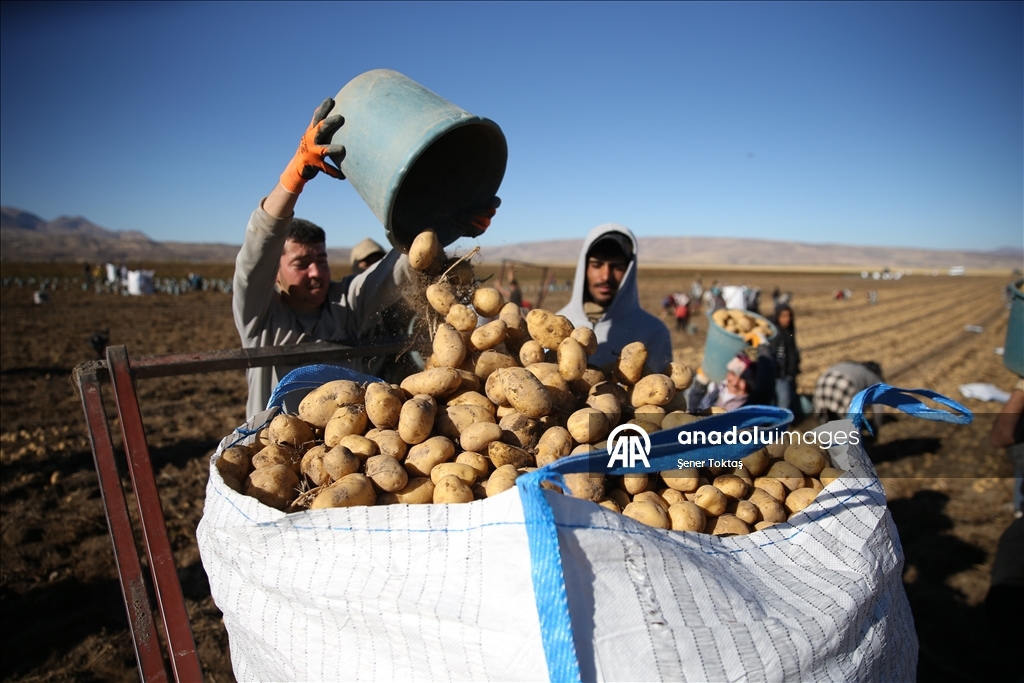 Doğu'nun "patates havzası" Bitlis'te hummalı hasat mesaisi