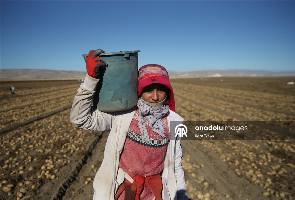 Doğu'nun "patates havzası" Bitlis'te hummalı hasat mesaisi