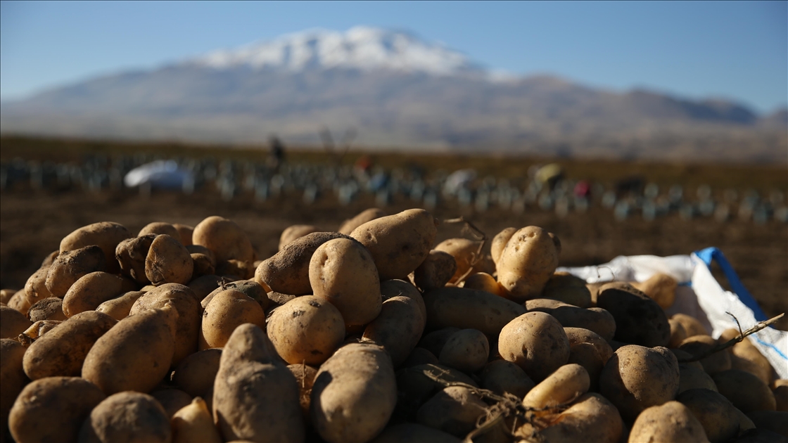 Doğu'nun "patates havzası" Bitlis'te hummalı hasat mesaisi