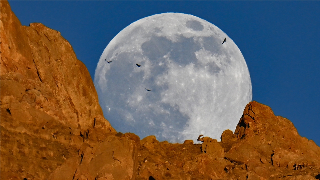 Van'da dağın zirvesindeki yaban keçileri dolunayla birlikte görüntülendi