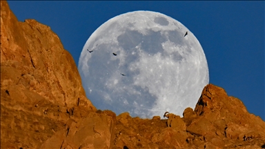 Van'da dağın zirvesindeki yaban keçileri dolunayla birlikte görüntülendi