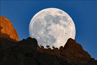 Wild goats spotted under full moon on Van’s mountain peaks